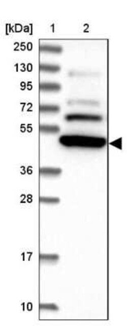 SF3A2 Antibody, Novus Biologicals:Antibodies:Primary Antibodies