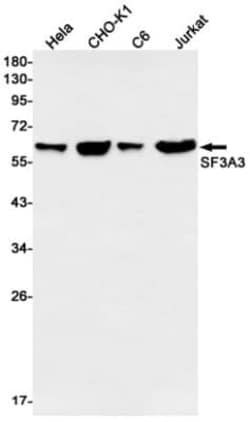 SF3A3 Antibody (S06-3I7), Novus Biologicals 50 &mu;g; Unconjugated:Antibodies,