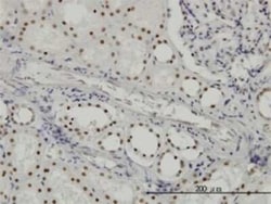 SF3B2 Antibody (5D2), Novus Biologicals 0.1 mg | Buy Online | Novus Biologicals | Fisher Scientific