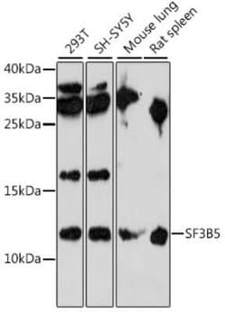 SF3B5 Antibody - Azide and BSA Free, Novus Biologicals 0.1 mL; Unconjugated:Antibodies,