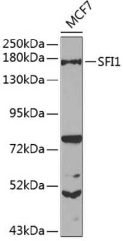 SFI1 Antibody - BSA Free, Novus Biologicals 0.02 mL | Buy Online | Novus Biologicals | Fisher Scientific