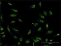 SFPQ Antibody (3B10), Novus Biologicals 0.1 mg | Buy Online | Novus Biologicals | Fisher Scientific