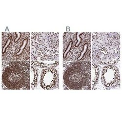 SFPQ Antibody, Novus Biologicals 25 &mu;L, Unconjugated:Antibodies, Polyclonal