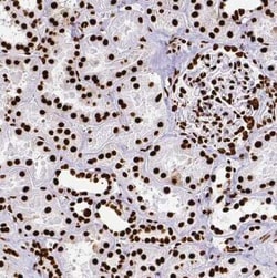 SFPQ Antibody, Novus Biologicals 25 &mu;L, Unconjugated:Antibodies, Polyclonal
