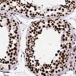 SFPQ Antibody, Novus Biologicals 25 &mu;L, Unconjugated:Antibodies, Polyclonal