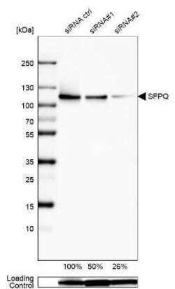 SFPQ Antibody, Novus Biologicals 25 &mu;L, Unconjugated:Antibodies, Polyclonal