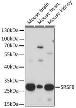 SFRS2B Rabbit anti-Mouse, Polyclonal, Novus Biologicals 100 &mu;g; Unconjugated:Antibodies,