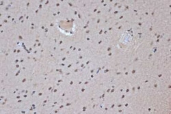 SFRS3 Rabbit anti-Human, Mouse, Rat, Clone: 9A1Z4, Novus Biologicals:Antibodies:Primary