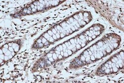 SFRS3 Rabbit anti-Human, Mouse, Rat, Clone: 9A1Z4, Novus Biologicals:Antibodies:Primary