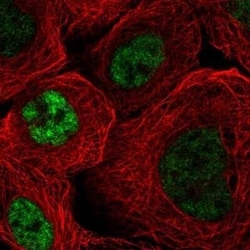 SFRS4 Antibody, Novus Biologicals:Antibodies:Primary Antibodies