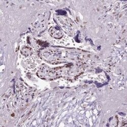 SFRS4 Antibody, Novus Biologicals:Antibodies:Primary Antibodies