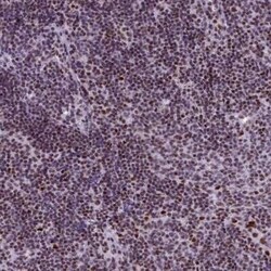 SFRS4 Antibody, Novus Biologicals:Antibodies:Primary Antibodies