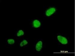 SFRS5 Antibody, Novus Biologicals 0.05 mg | Buy Online | Novus Biologicals | Fisher Scientific