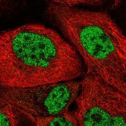 SFRS7 Antibody, Novus Biologicals:Antibodies:Primary Antibodies