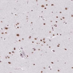 SFRS7 Antibody, Novus Biologicals:Antibodies:Primary Antibodies