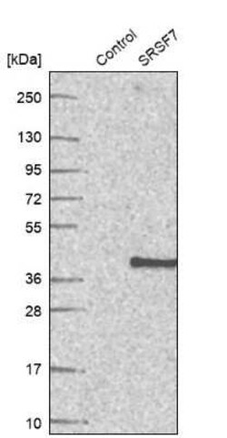 SFRS7 Antibody, Novus Biologicals:Antibodies:Primary Antibodies