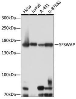 SFRS8 Antibody - Azide and BSA Free, Novus Biologicals:Antibodies:Primary