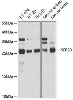 SFRS9 Antibody - BSA Free, Novus Biologicals:Antibodies:Primary Antibodies