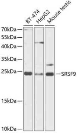 SFRS9 Antibody - BSA Free, Novus Biologicals 0.02 mL; Unconjugated:Antibodies,