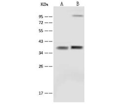 SFXN5 Antibody, Novus Biologicals 100 &mu;g; Unconjugated:Antibodies, Polyclonal