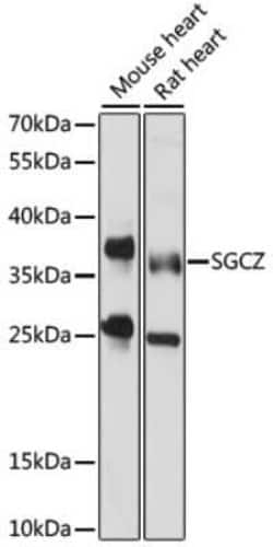 SGCZ Antibody - Azide and BSA Free, Novus Biologicals 0.1 mL; Unconjugated:Antibodies,