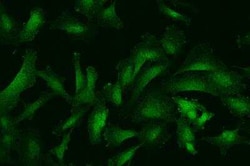 SGEF Antibody, Novus Biologicals:Antibodies:Primary Antibodies