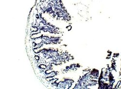 SGK3 Antibody, Novus Biologicals 100 &mu;g | Buy Online | Novus Biologicals | Fisher Scientific