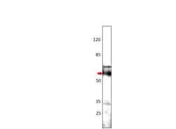SGK3 Antibody, Novus Biologicals 100 &mu;g | Buy Online | Novus Biologicals | Fisher Scientific