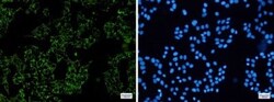 SGSM1 Antibody (S07-5H6), Novus Biologicals 50 &mu;g; Unconjugated:Antibodies,