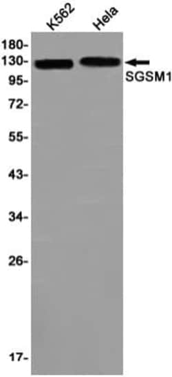 SGSM1 Antibody (S07-5H6), Novus Biologicals 50 &mu;g; Unconjugated:Antibodies,