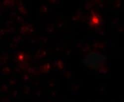 SGSM3 Antibody - BSA Free, Novus Biologicals 0.1 mg | Buy Online | Novus Biologicals | Fisher Scientific