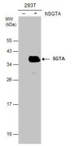 SGTA Antibody (6A4), Novus Biologicals 100 &mu;g | Buy Online | Novus Biologicals | Fisher Scientific