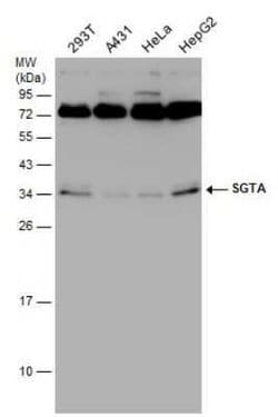 SGTA Antibody (6A4), Novus Biologicals 100 &mu;g | Buy Online | Novus Biologicals | Fisher Scientific