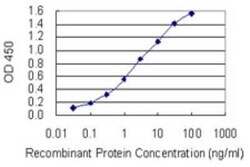 SGTA Antibody (2E11), Novus Biologicals 0.1 mg; Unconjugated:Antibodies,