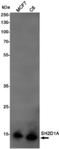 SH2D1A Antibody (S09-5F6), Novus Biologicals 50 &mu;g | Buy Online | Novus Biologicals | Fisher Scientific