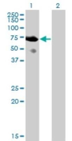 SH2D3A Antibody (3B11), Novus Biologicals 0.1 mg | Buy Online | Novus Biologicals | Fisher Scientific