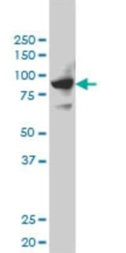 SH2D3C Antibody (3B2), Novus Biologicals 0.1 mg | Buy Online | Novus Biologicals | Fisher Scientific