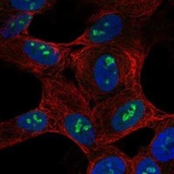 SH2D7 Rabbit anti-Human, Polyclonal, Novus Biologicals 100 &mu;g | Buy Online | Bio-Techne | Fisher Scientific