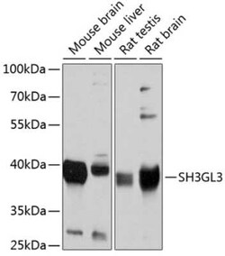 SH3GL3 Antibody - BSA Free, Novus Biologicals:Antibodies:Primary Antibodies