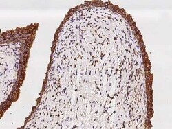 SH3GLB2 Antibody, Novus Biologicals 100 &mu;g, Unconjugated:Antibodies,