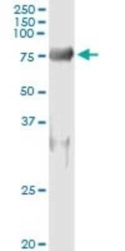 SH3PX1 Antibody (3C6), Novus Biologicals 50 &mu;g | Buy Online | Novus Biologicals | Fisher Scientific