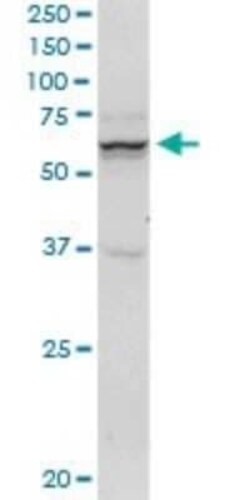 SH3PX1 Antibody (3C6), Novus Biologicals 50 &mu;g | Buy Online | Novus Biologicals | Fisher Scientific