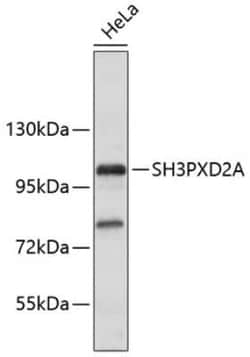 SH3PXD2A Rabbit anti-Human, Mouse, Polyclonal, Novus Biologicals 100 &mu;g;