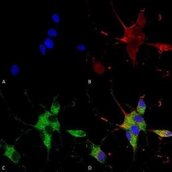 SHANK3 Antibody (S367-51), Novus Biologicals 0.025 mg; Unconjugated:Antibodies,
