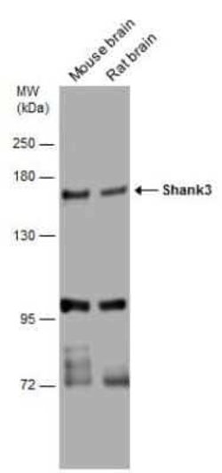 SHANK3 Antibody, Novus Biologicals 100 &mu;g | Buy Online | Novus Biologicals | Fisher Scientific