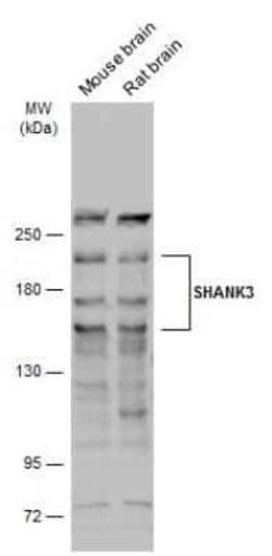 SHANK3 Antibody, Novus Biologicals 100 &mu;g | Buy Online | Novus Biologicals | Fisher Scientific