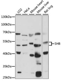 SHB Antibody - Azide and BSA Free, Novus Biologicals 0.02 mL | Buy Online | Novus Biologicals | Fisher Scientific