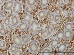 SHC1 Antibody (3F4), Novus Biologicals 0.1 mg | Buy Online | Novus Biologicals | Fisher Scientific