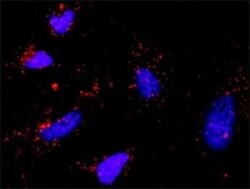 SHC1 Antibody (3F4), Novus Biologicals 0.1 mg | Buy Online | Novus Biologicals | Fisher Scientific