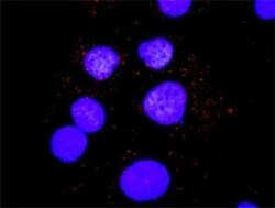 SHC1 Antibody (3F4), Novus Biologicals 0.1 mg | Buy Online | Novus Biologicals | Fisher Scientific